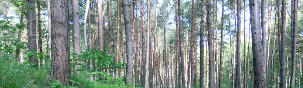 <p> </p><p> </p><p> </p><strong><h1><span style="color:#1d335a;"><span style="font-size: 50pt; font-family: sans-serif; color: #1d335a; text-shadow: 0 0 5px white;"><span style="font-family: arial,helvetica,sans-serif;"><strong>Swinoujscie ist Meer,</h1></strong><p> </p><p><span style="color:#1d335a;"><span style="font-size: 40pt; font-family: sans-serif; color: #1d335a; text-shadow: 0 0 5px white;"><span style="font-family: arial,helvetica,sans-serif;"> Swinemünde ist auch Grün<p> </p><a class="button" href="http://www.swinemuende-ferien.de/pages/de/anfrage.php" style="float:right; margin-right:2%">zur Anfrage >></a></span></span></span></p></span></span></span></p>